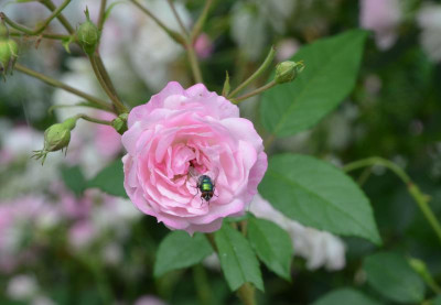 Rose-MozartsLady.21-2.jpg