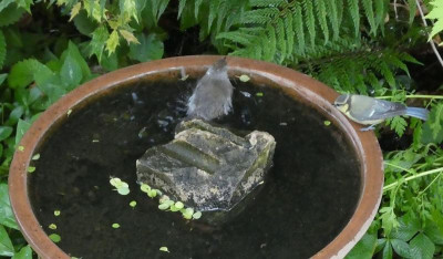 Vogelbad 1k.jpg