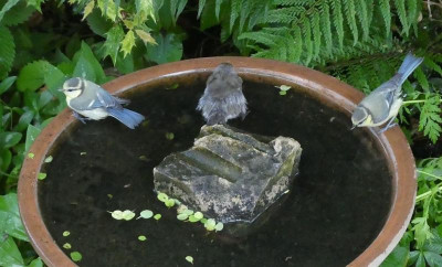 Vogelbad 2k.jpg