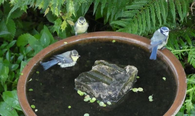 Vogelbad 3k.jpg