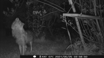 2106_fuchs_wolfsheulen1.JPG