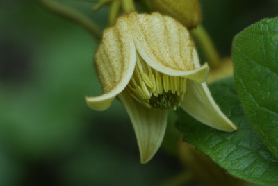 Cl_leschenaultiana_dicht_0444_resize.JPG