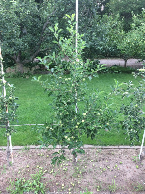 Friesenheiemr Eulenapfel 210628.JPG