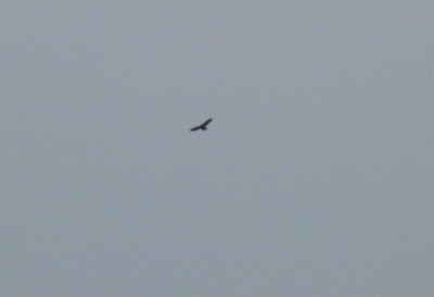 Seeadler.jpg