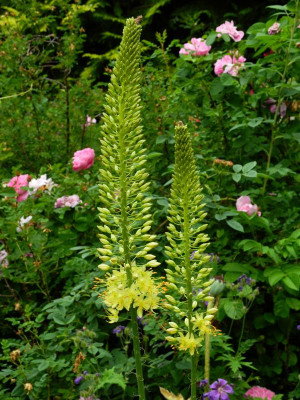 Eremurus 2021-06-24 (1).JPG