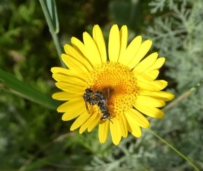 Bienenkampf.jpg
