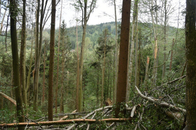 hagel_sturm_wald.jpg