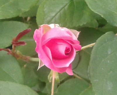 Zephirine Drouhin.png
