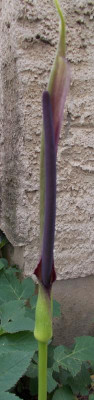 DSCN3004_Arum_rupicola_ssp_rupicola.jpg