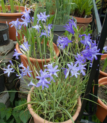 DSCN2975_Ixiolirion_tataricum.jpg