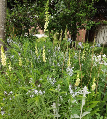 Digitalis lutea mit Amsonia.jpg