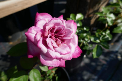 P1010339.JPG
