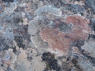 Gomera-Flechten_2.jpg