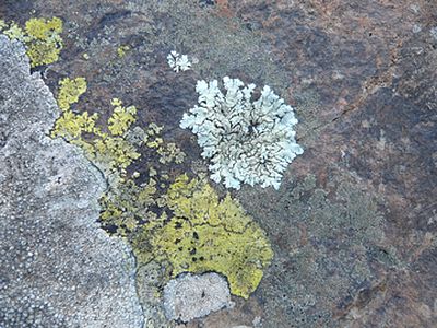Gomera-Flechten_3.jpg