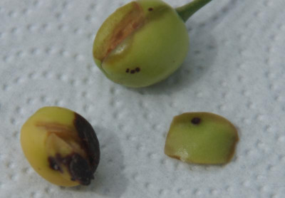 Schattenmorelle4_aufgeschnitten.jpg
