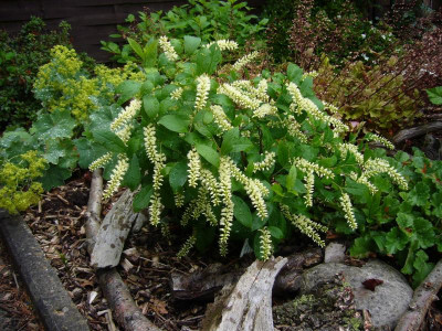 Itea virginica 2.JPG