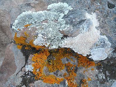 Gomera-Flechten_4.jpg