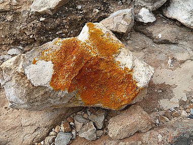 Gomera-Flechten_5.jpg