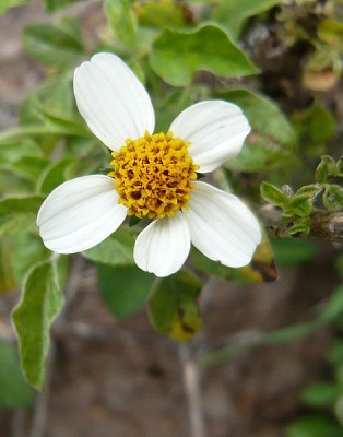 Flora_1_Bidens_pilosa.jpg