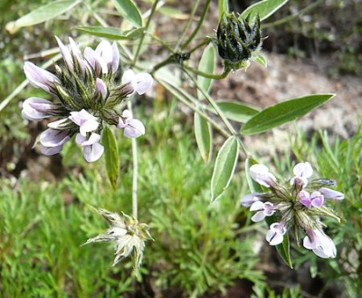 Flora_2.jpg