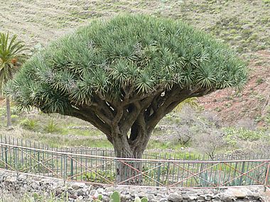 Flora_3_Dracaena_draco.jpg