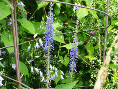 Veronicastrum sacchalinense P6300517.JPG
