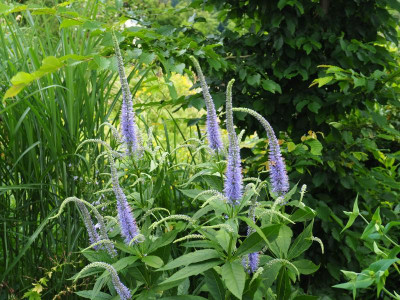 Veronicastrum sibiricum subsp. japonicum `Okamoto´ P6300519.JPG