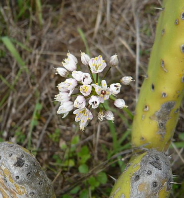 Flora_5__Allium_roseum.jpg
