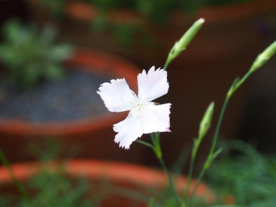Dianthus monspessulanus P6300514.JPG