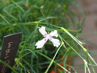 Dianthus monspessulanus mit Rot P6300513.JPG