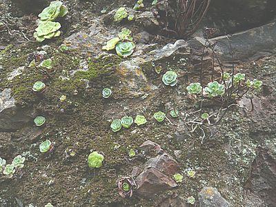 Flora_6.jpg