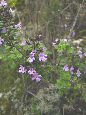 Flora_7_Calamintha_sylvatica_ssp_ascendens.jpg