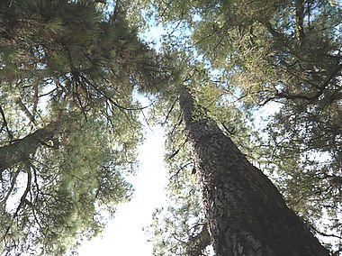 Flora_8__Pinus_canariensis.jpg
