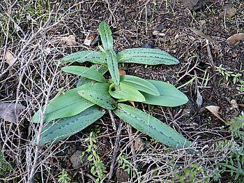 Flora_9_Orchis_canariensis.jpg
