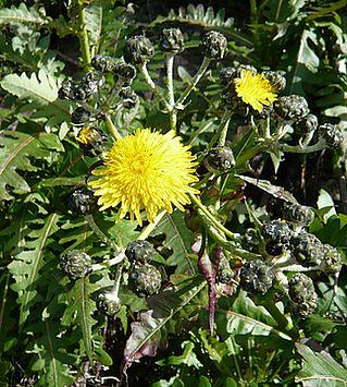 Flora_10_Sonchus_canariensis_Bluete.jpg