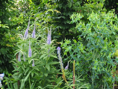 Veronicastrum und Euphorbia P6300513.JPG