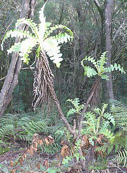 Flora_11_Sonchus_canariensis.jpg