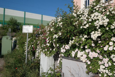 Rosenmauer-1.JPG