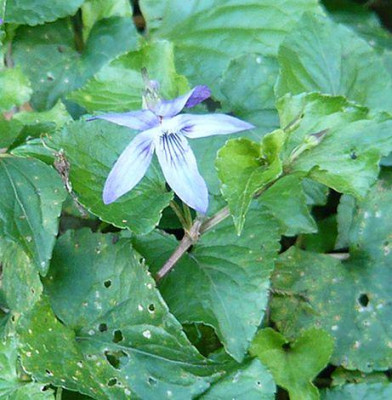Flora_13_Viola_anagae.jpg