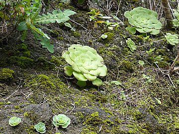 Flora_14_Aeonium.jpg
