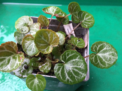 2021-06-30 Viola koreana.jpg