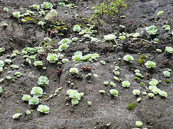 Flora_15_Aeonium.jpg