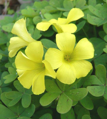 Flora_17_Oxalis_pes_caprae.jpg