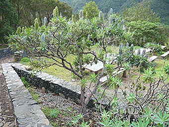 Flora_18_Echium_virescens.jpg