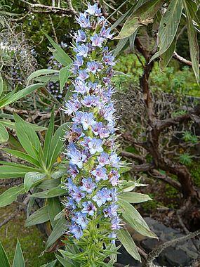 Flora_19_Echium_virescens_Bluetenrispe.jpg