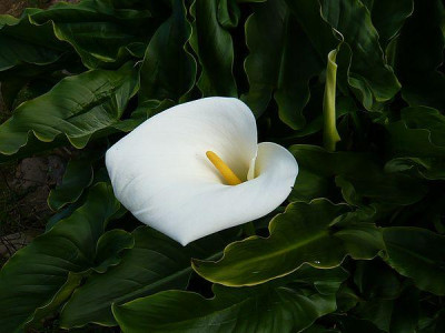 Flora_20_Calla.jpg