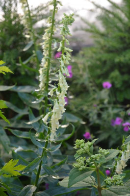 Digitalis-welcher.21-1.jpg