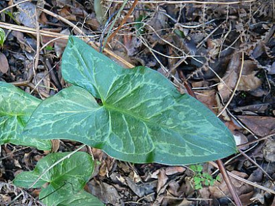 Flora_21_Arum_italicum.jpg