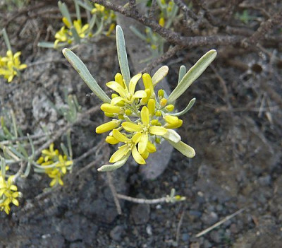 Flora_23_Neochamaelea_pulverulenta.jpg
