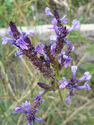 Flora_24_Lavandula_canariensis.jpg
